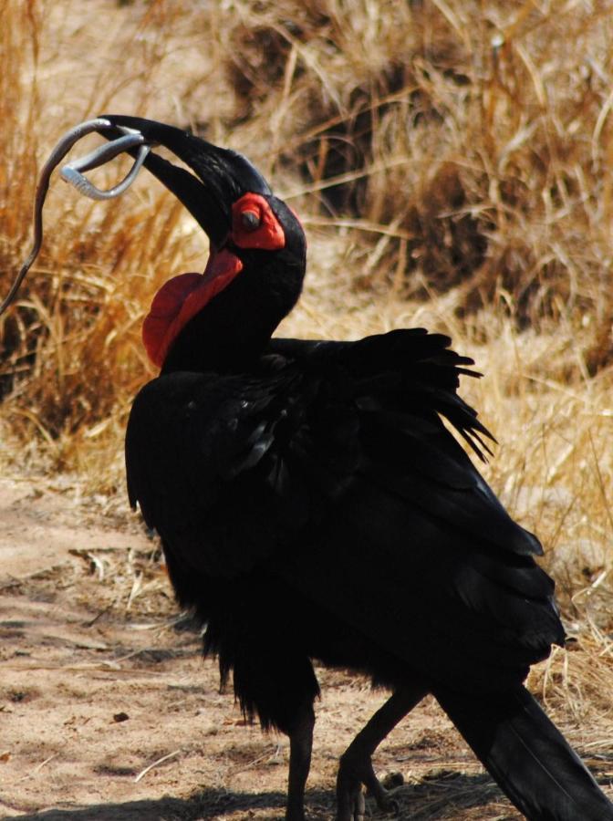 Mabula Game Reserve Mabula Game Lodge מראה חיצוני תמונה