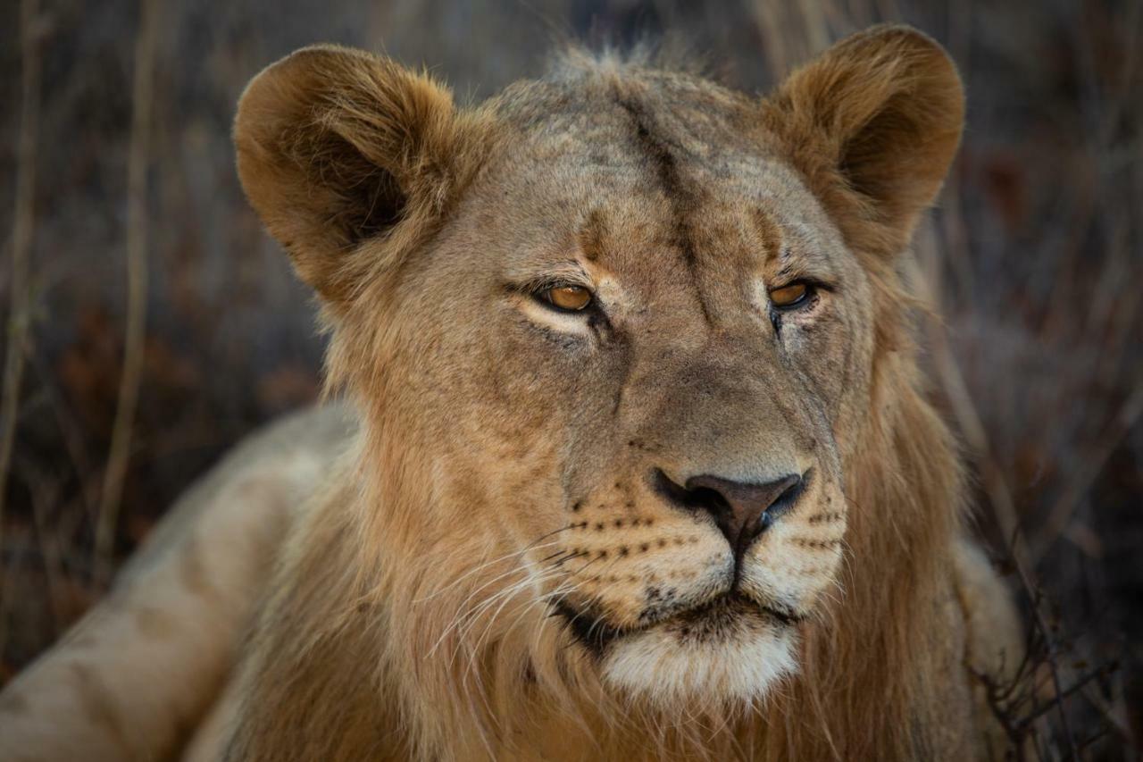 Mabula Game Reserve Mabula Game Lodge מראה חיצוני תמונה